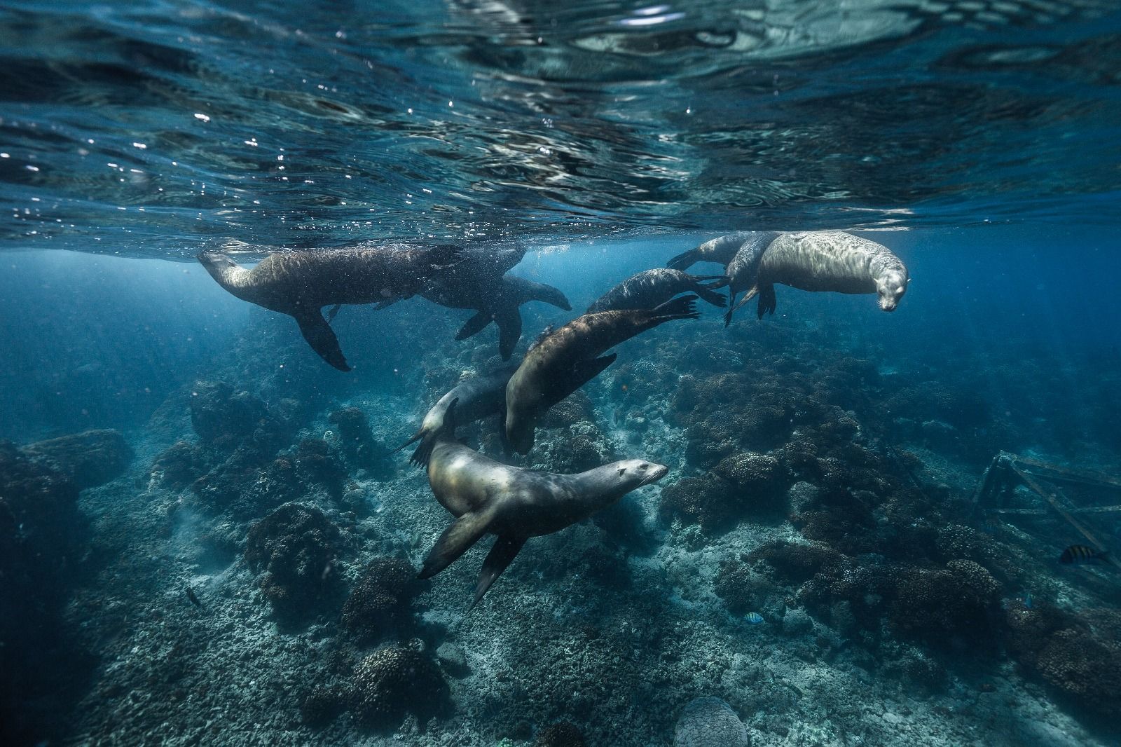 Baja California: La Paz - Cabo Pulmo - Imagen 1