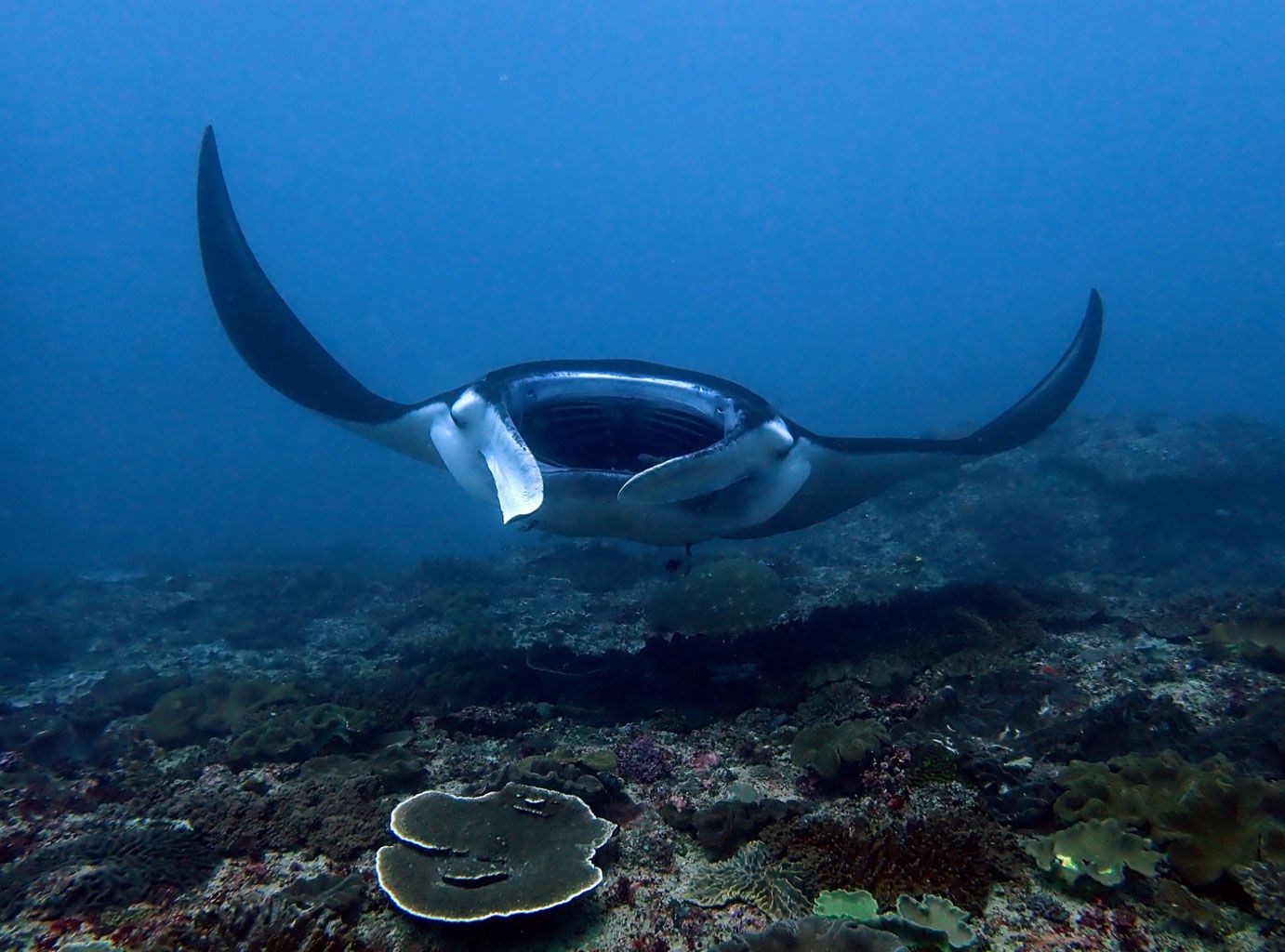 Impresionante Komodo - Imagen 1