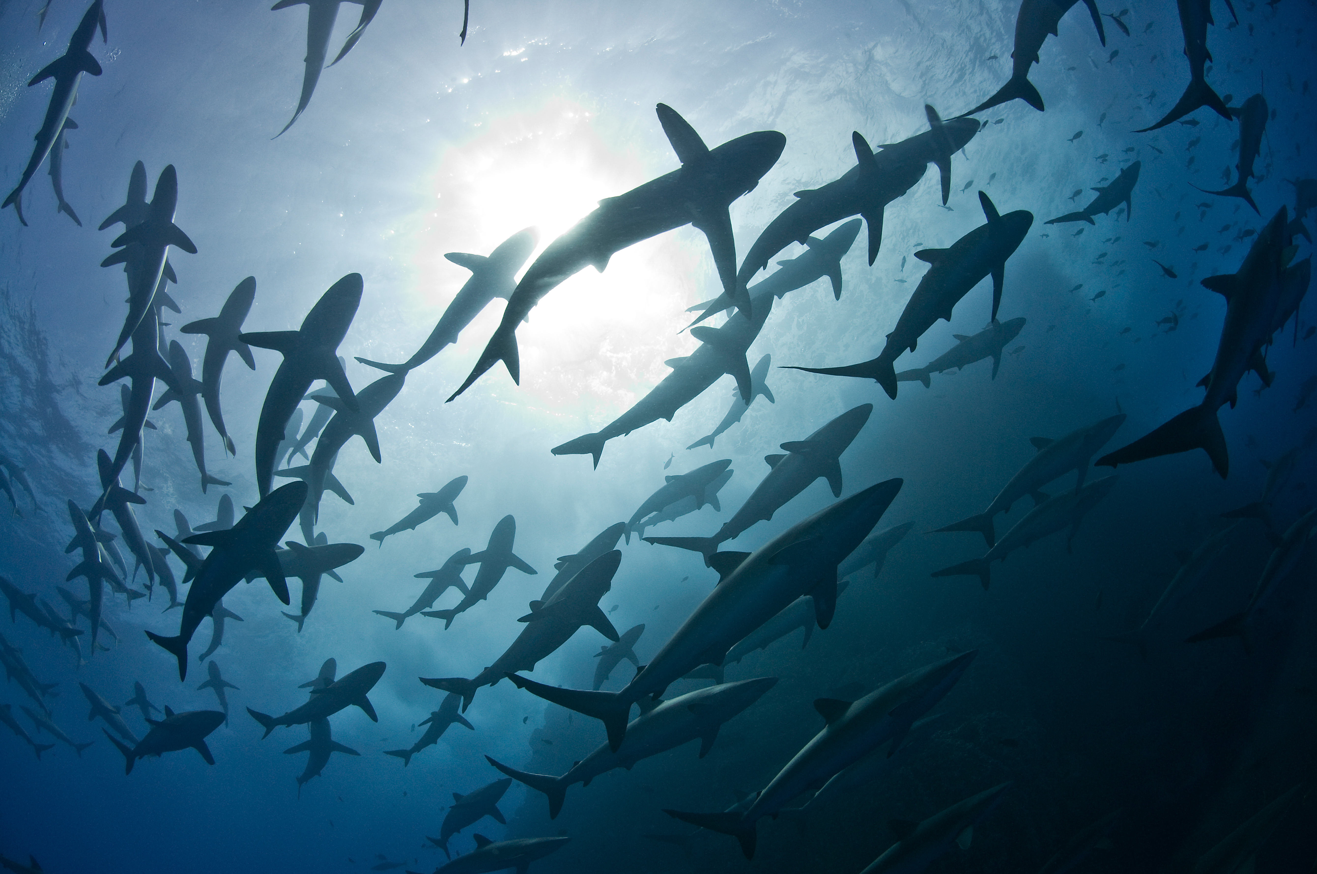 Banco de tiburones bajo el sol