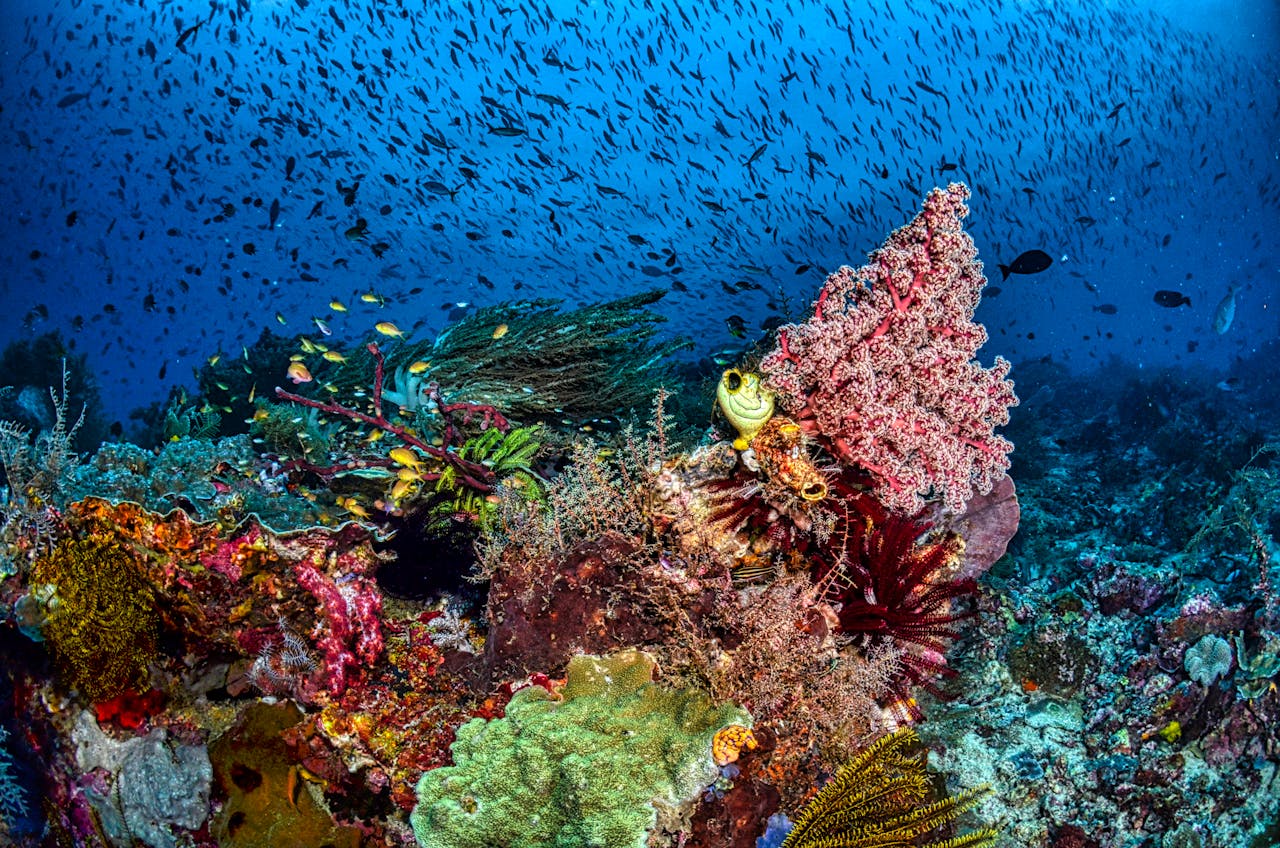 Arrecife de coral con banco de peces